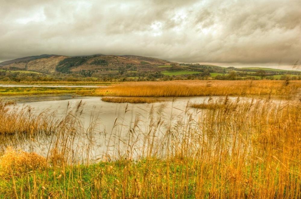 Shelduck Cottage Mainsriddle Εξωτερικό φωτογραφία